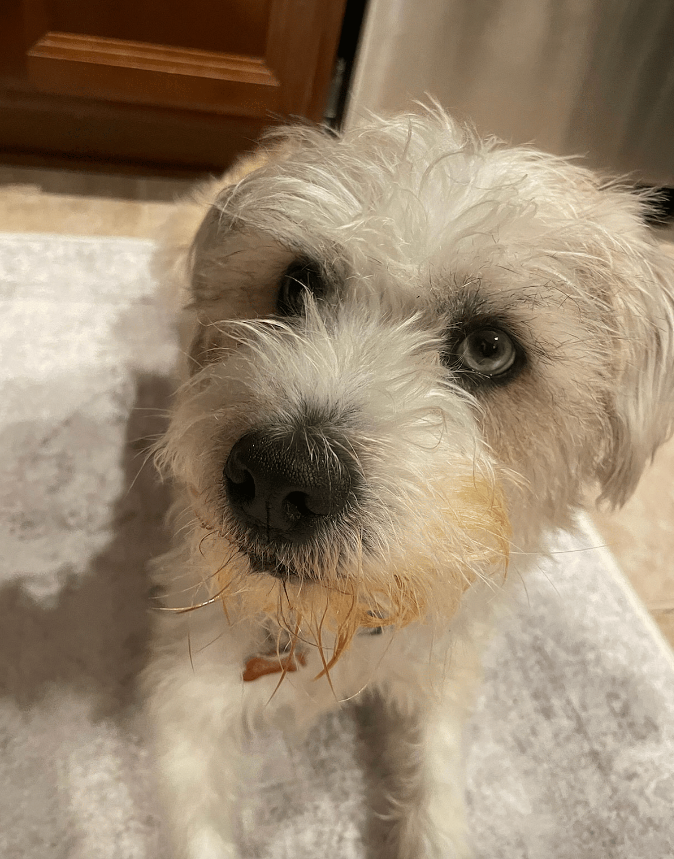 Hadley and Dudley up for Adoption